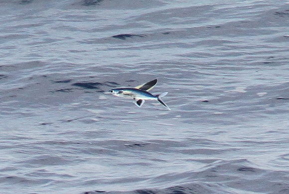 Flying fish were a  constant presence and came in many variations of size and colour.