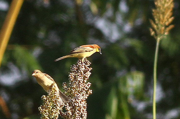 A pair of Plain-backed Sparrows on Millet.