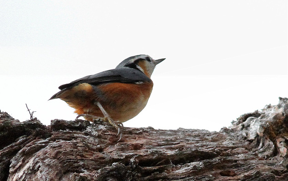 Endemic White-browed Nuthatch