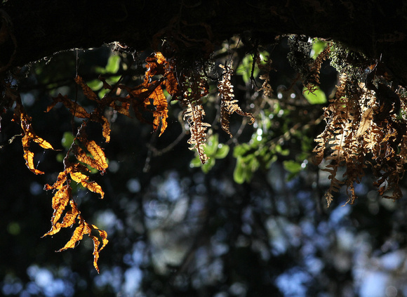Dry-season ferns on a  tree limb.