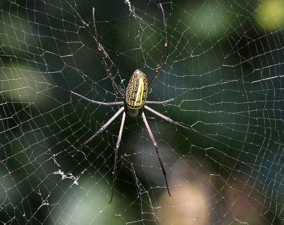Mynamar seemed to big on photogenic spiders.