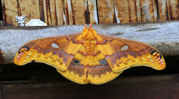 A magnificent moth.....awaiting identification!