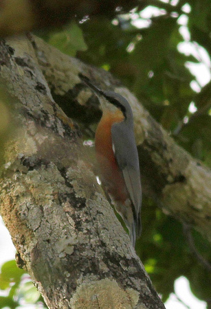 Burmese ( or Neglected) Nuthatch