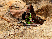 Butterflies are fortunately still numerous in Myanmar