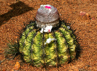 Barrel-type Cactus.