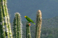 Yellow-shouldered Parrot.