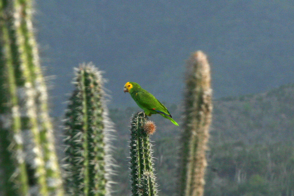 Yellow-shouldered Parrot.