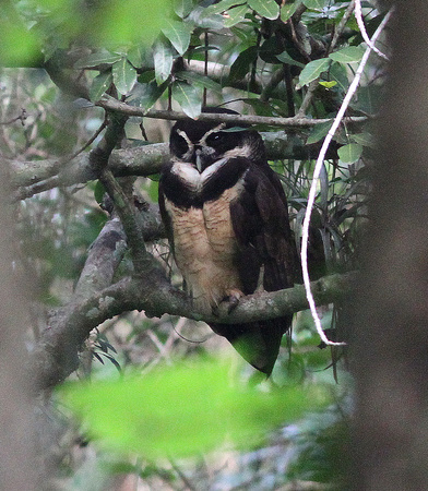 One of the finds of the trip...Spectacled Owl