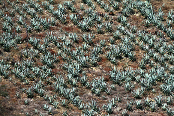 A field of Agave