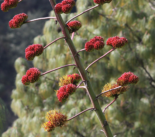 An Agave flower stem