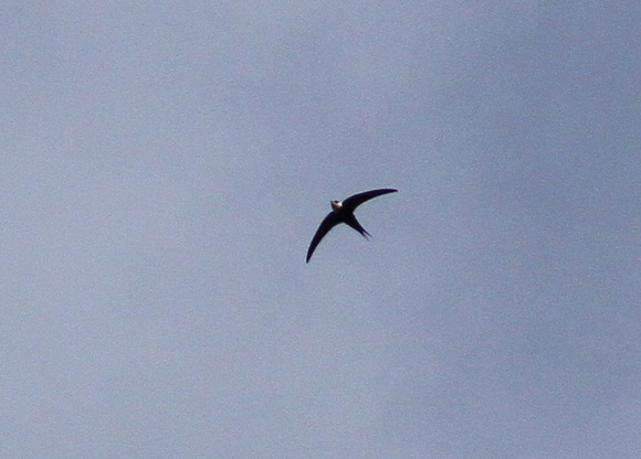 My bird of the trip...Great Swallow-tailed Swift