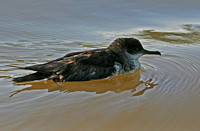 Audubon's Shearwater..a rather sick individual on the river estuary.