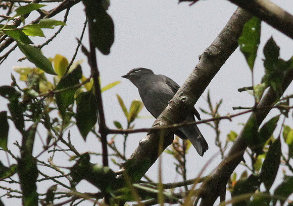 Slate-coloured Solitaire