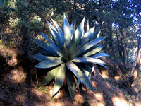 Agave in woodland