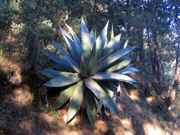 Agave in woodland