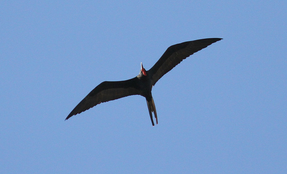 Magnificent Frigatebird...male
