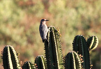 Grey-breasted Woodpecker