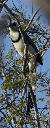 White-throated Magpie-Jay..I never did manage to get one of these out in the open !!