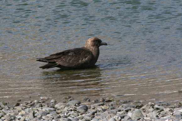 Brown Skua...probably  !!