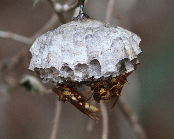 Some bigger wasps.....