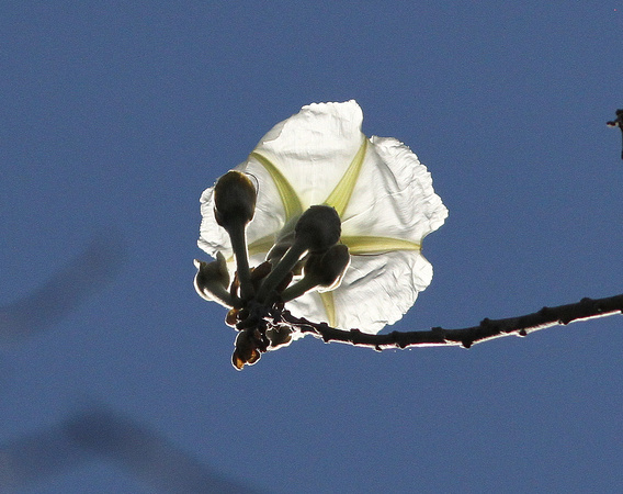 White Morning-glory Tree (Ipomoea arborescens