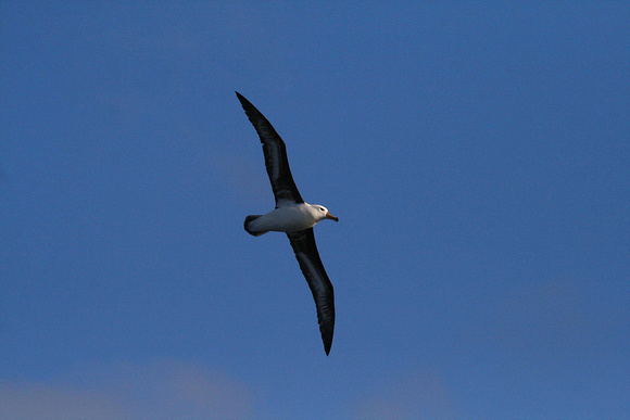 In the Drake Passage....Black-browed Albatross.