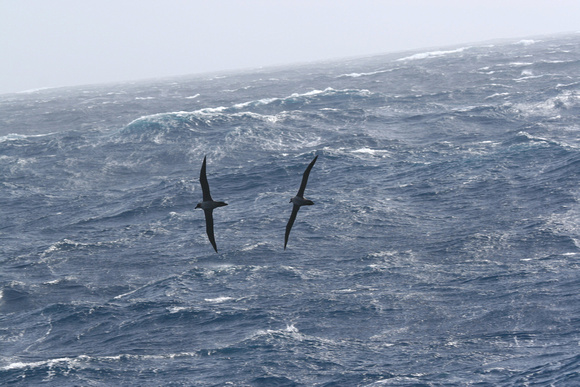 Lesser Sooty Albatrosses in high winds.