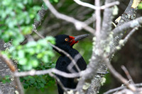The splendid Magellanic Woodpecker...this is a  female.