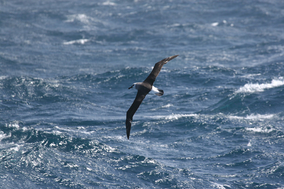 Grey-headed Albatross.