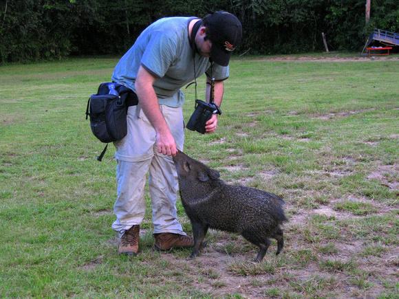 Brad plays with a tame Peccary ( on the right !)