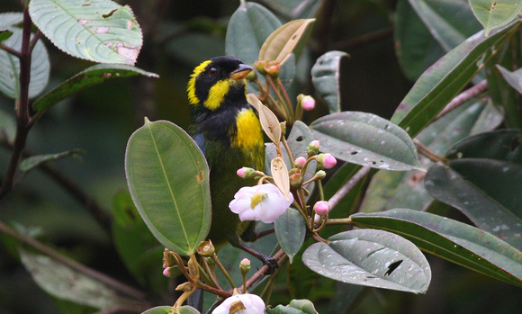 The endemic Gold-ringed Tanager