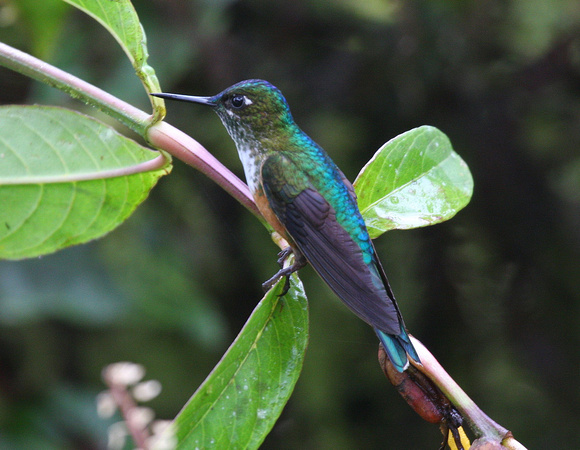 Violet-tailed Sylph..female