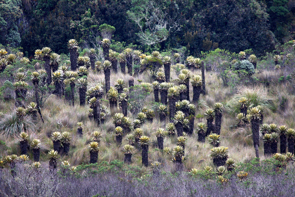 High Altitude  vegetation in Los Nevados NP