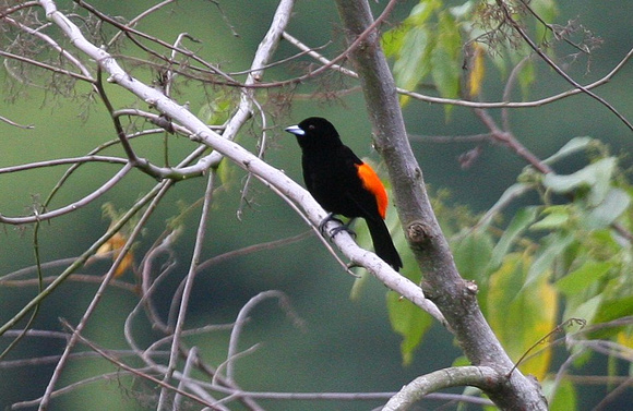 Flame-rumped Tanager