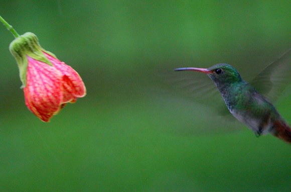 Rufous-tailed Hummingbird.....approaching target....