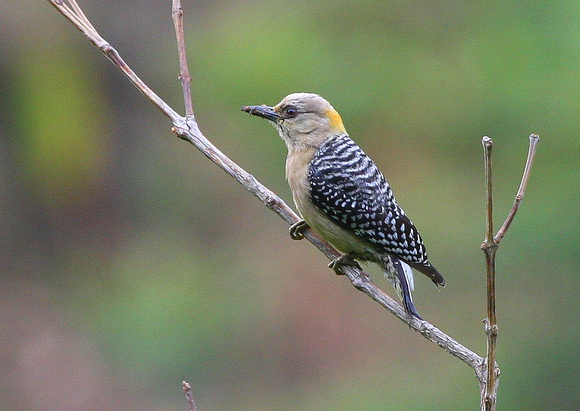 Red-crowned Woodpecker...female