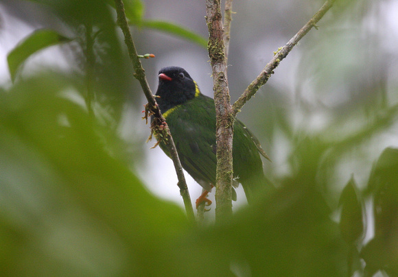 Green-and-black Fruiteater.