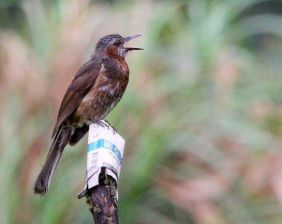 Brown-eared Bulbul......with cigarette  packet!