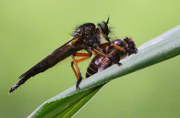 A Robber Fly finishing off a  Bee.