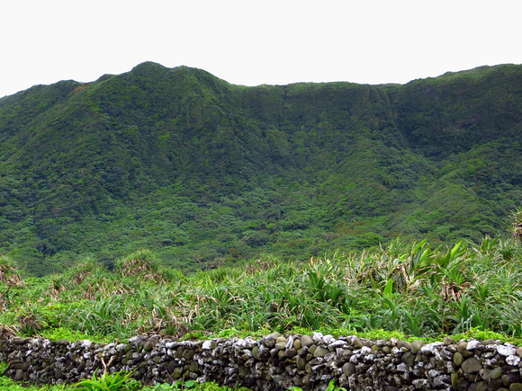 The lush forest that clothes most of Lanyu ( or Orchid  Island )