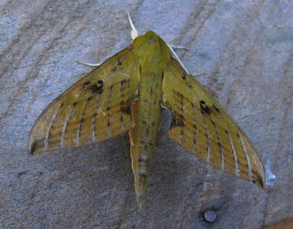 This Hawk-moth is probably Xylophanes letiranti..but  may be an undescribed species.