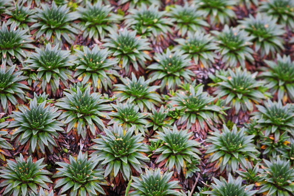 Close-up of a  cushion of  succulents.