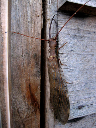 A male Dobsonfly ( Corydalis sp.).