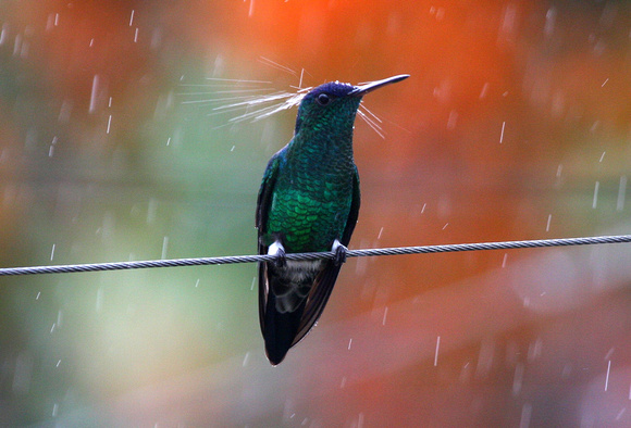 Indigo-capped Hummingbird  taking a shower !!