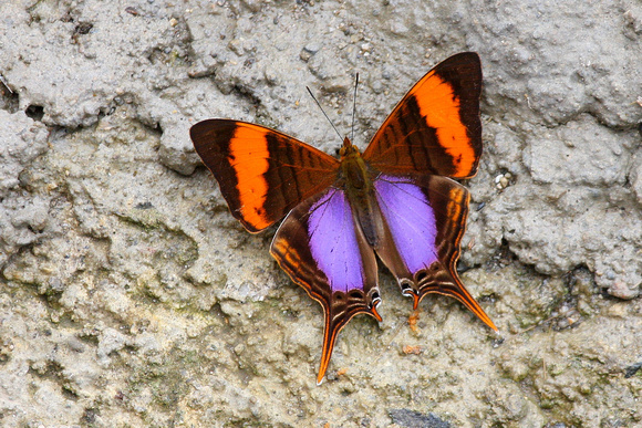 Marpesia marcella....the Pansy Daggerwing