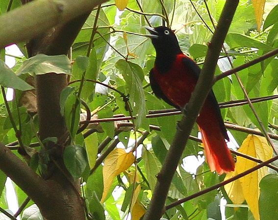 ....but best of all was the superb Maroon Oriole.