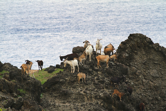 Feral goats