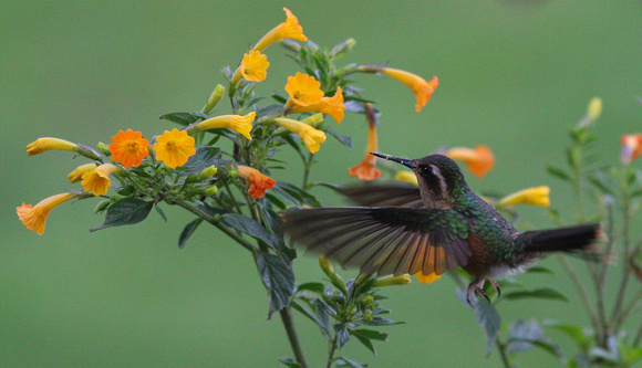Speckled Hummingbird at Marmalade  Bush!