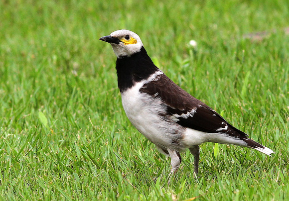 Black-collared Starling ( introduced).