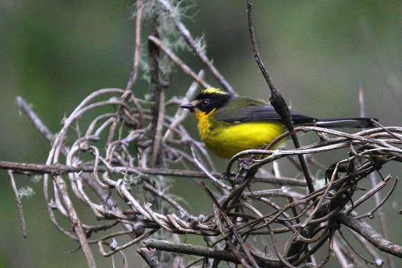 Yellow-crowned ( Santa Marta) Redstart.